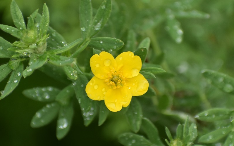 Курильский чай