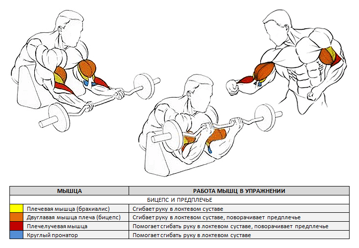 Подъем изогнутой штанги на бицепс в скамье Скотта