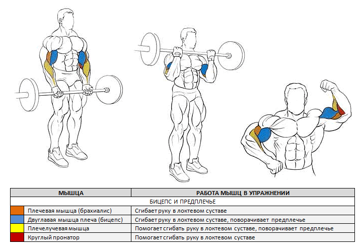 Подъем штанги на бицепс в положении стоя