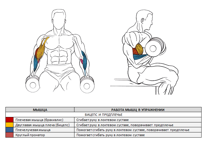 Подъемы гантелей на бицепс в положении сидя