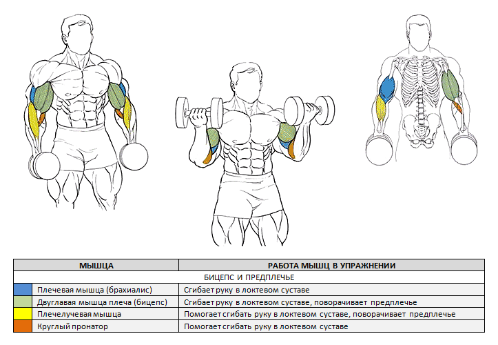 Подъемы гантелей на бицепс в положении стоя