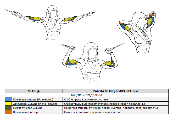 Сгибания рук на бицепс в кроссовере